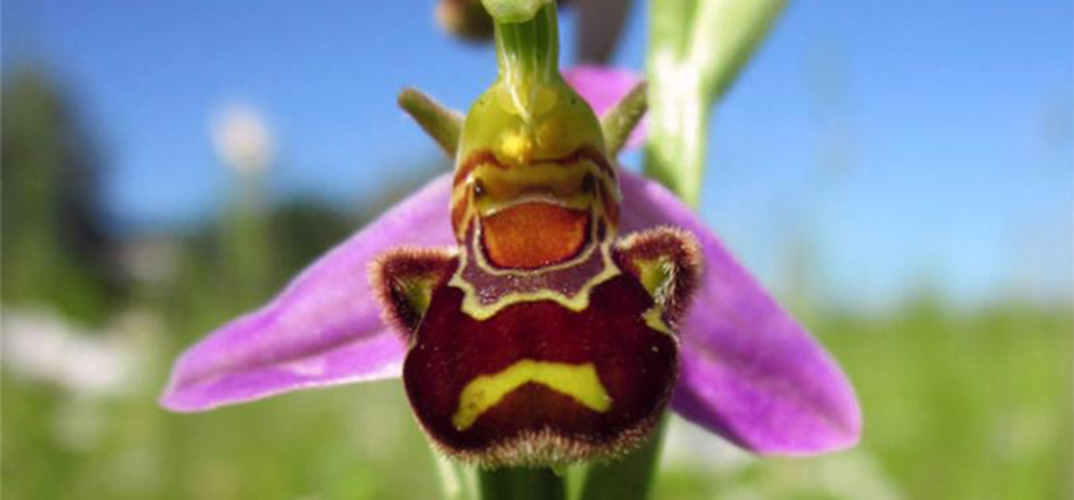 Orchid Bee Flower