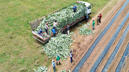 A lorry carrying produce